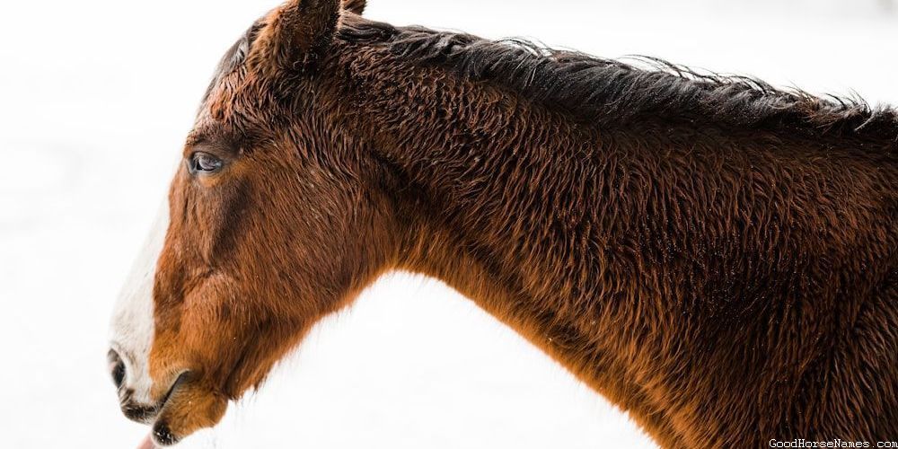 Cute Names for Black Shire Horses