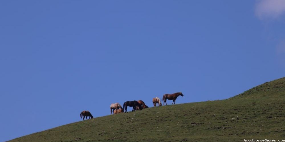 Cute White Horse Names Inspired by Emotions