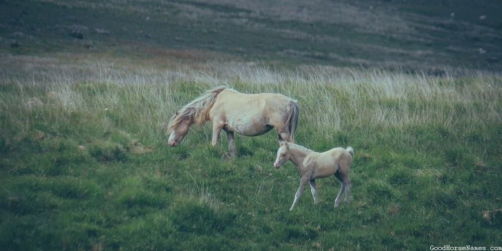 Cute White Race Horse Names