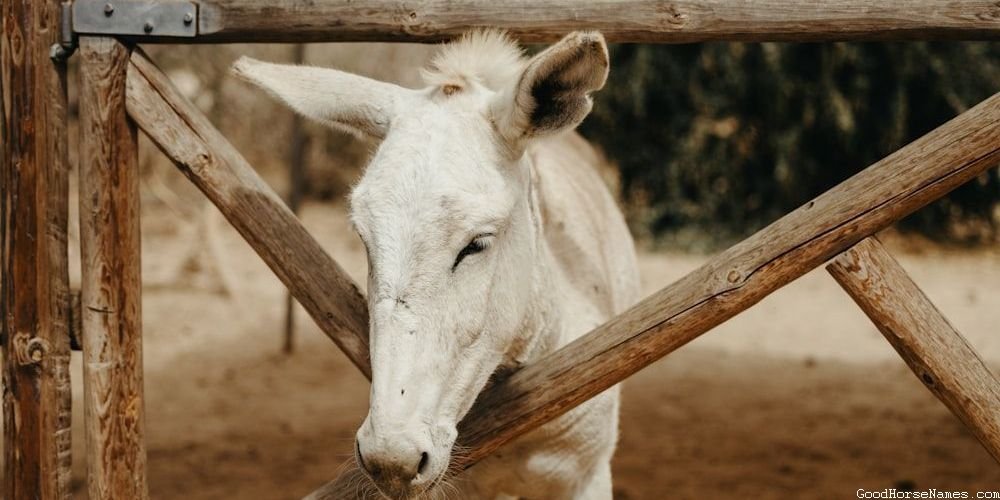 Cutting Horse Fierce Names