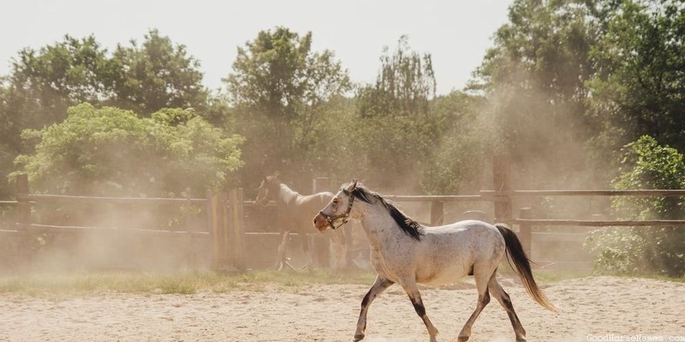 Cutting Horse Regal Names