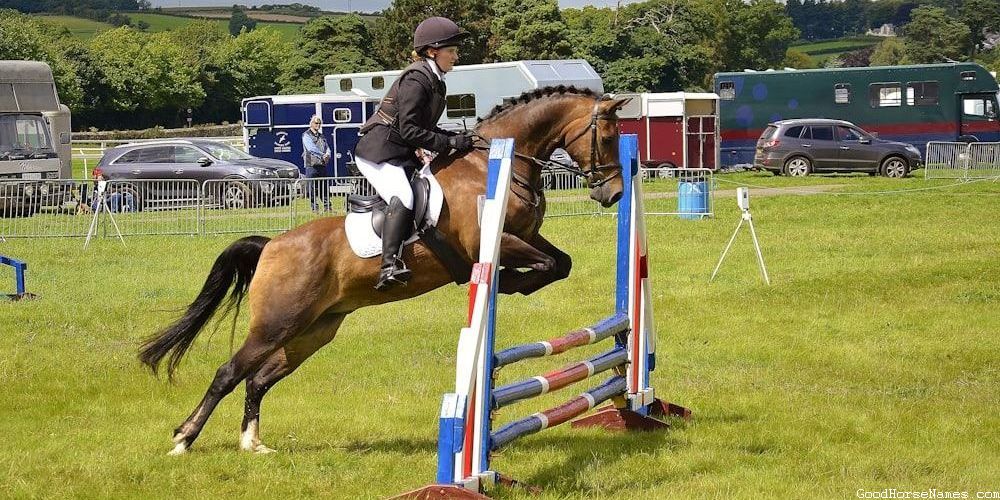 Danish Horse Funny Names