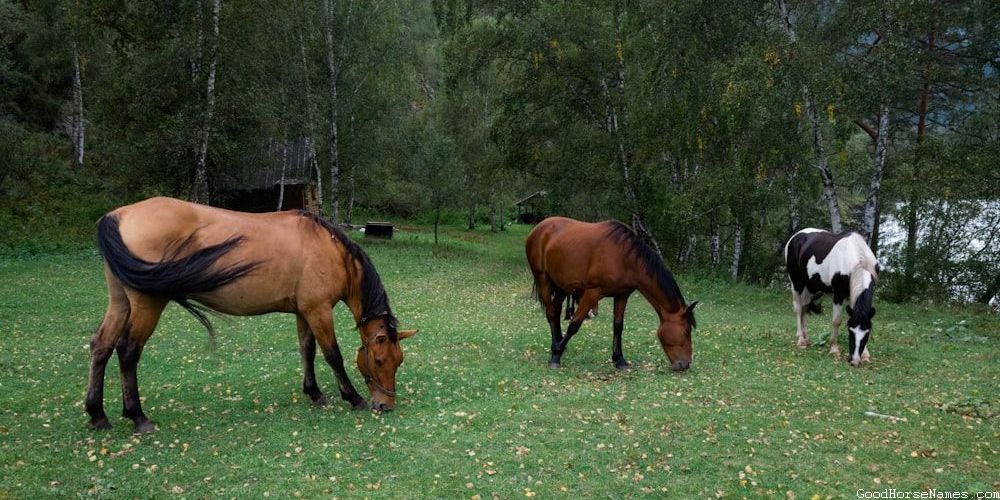 Danish Horse Popular Names