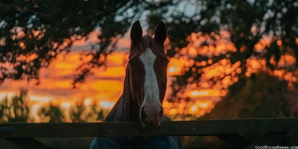 Danish Horse Powerful Names