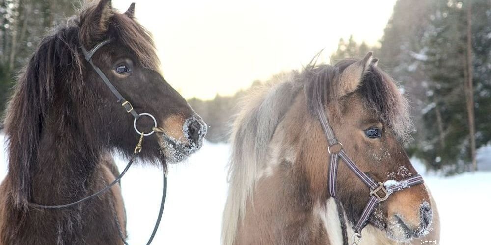 Danish Horse