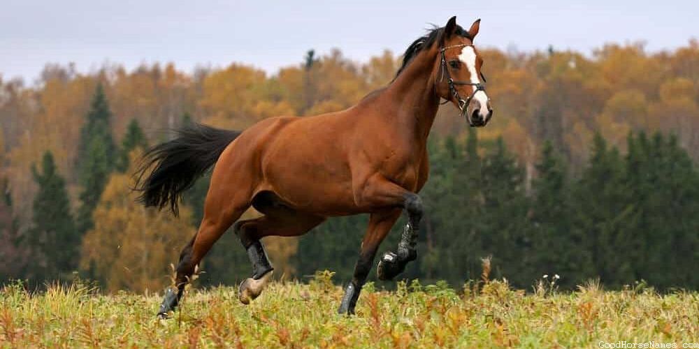 Dark Brown Horse Popular Names
