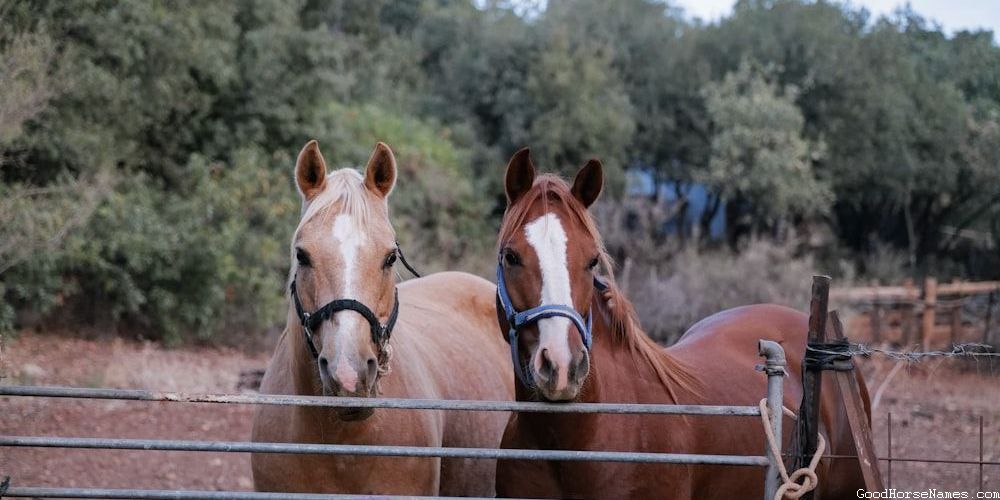 Dark Brown Horse Powerful Names