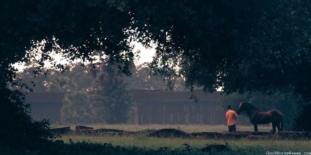 Dark Brown Horse Regal Names
