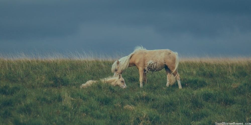 Dutch Warmblood Horse