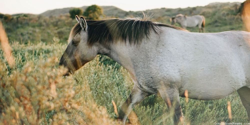 Elegant Black Shire Horse Names
