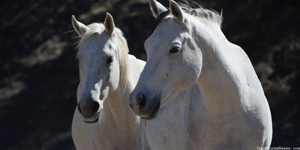 Elegant Dutch Warmblood Horse Names