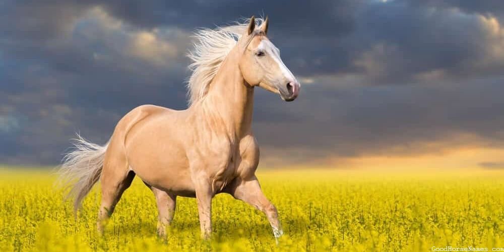 Elegant Unique White Horse Names