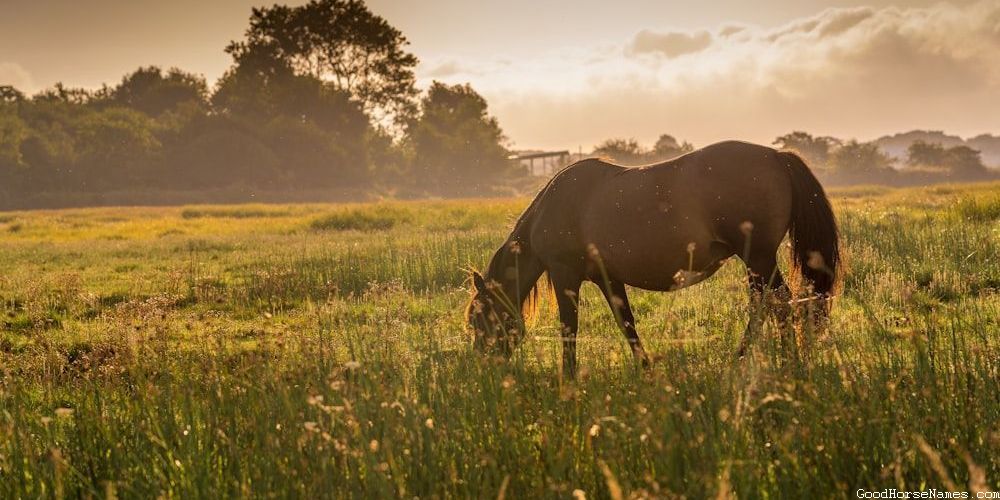 Emotions Inspired Cowboy Horse Names