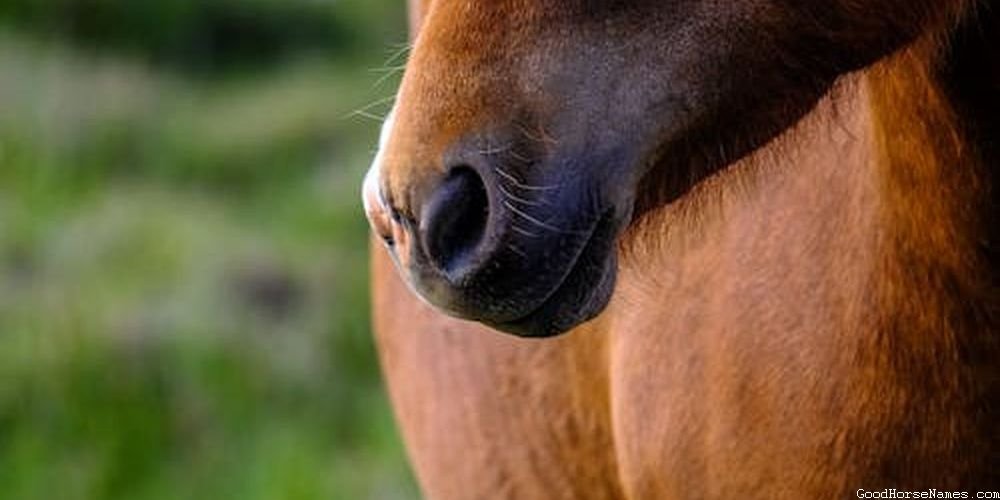 Female Arabian Horse