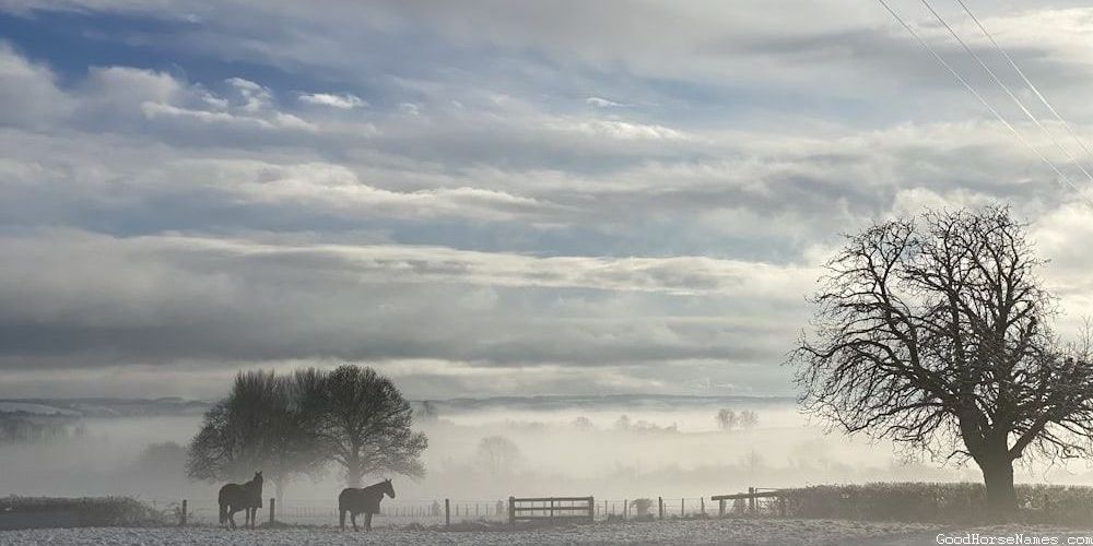 Female Horses (Mares)