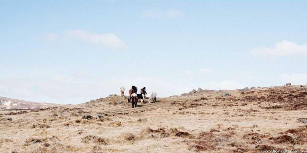 Female Palomino Horse Names Inspired by Nature