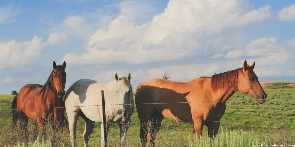 Female Palomino Horses Mythical Names