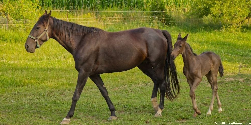Female Shire Horse
