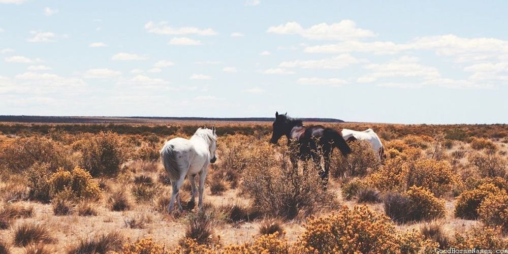 Female Shire Race Horse Names