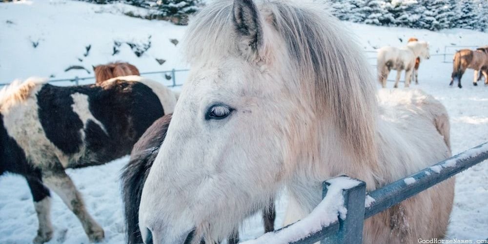 Fierce Grey White Horse Names