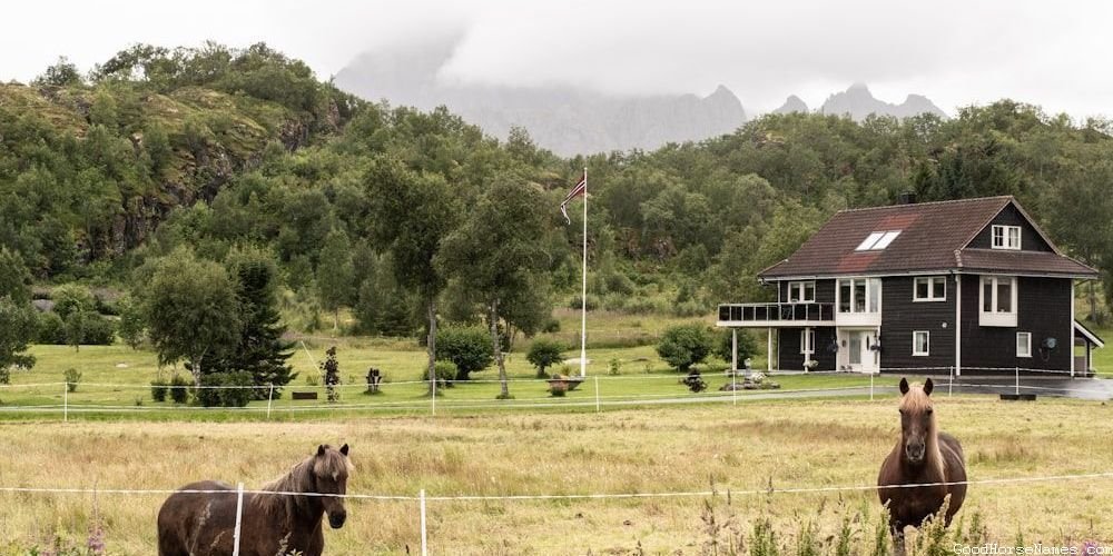 Funny Black Shire Horse Names