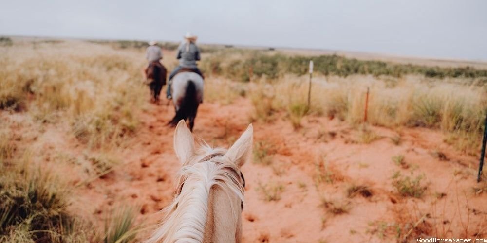 Funny Brown and White Paint Horse Female Names