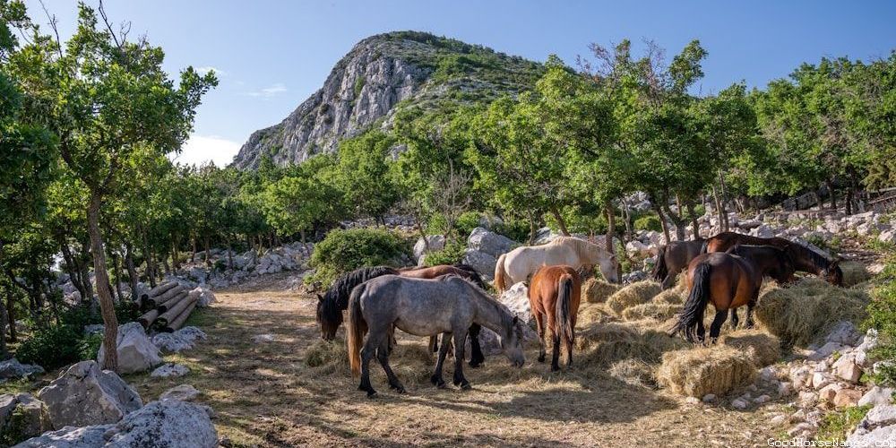 Funny Brown and White Paint Horse Names