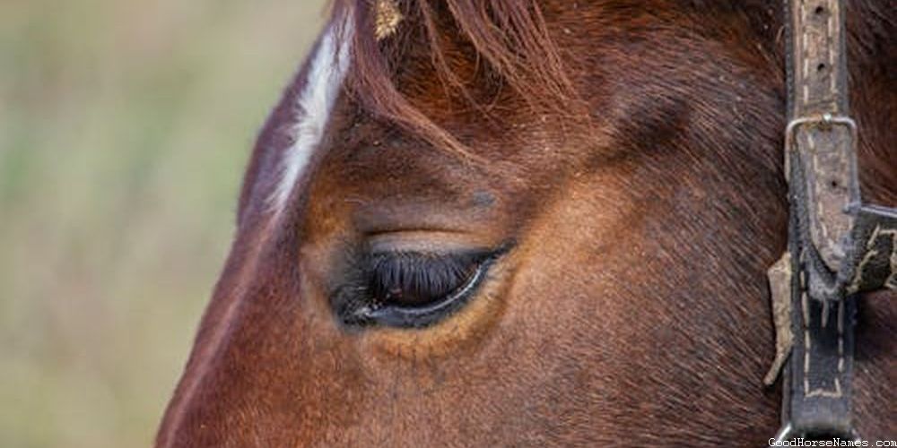 Funny Cajun Horse Names