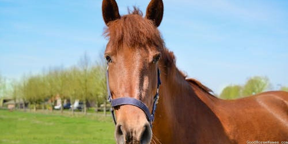 Funny Mythical White Horse Names