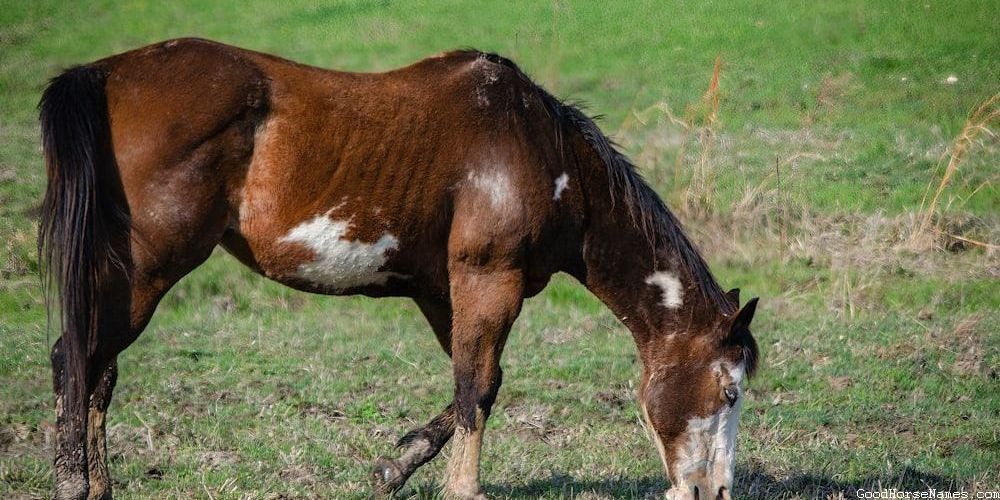 Funny Names for Barrel Racing Horses