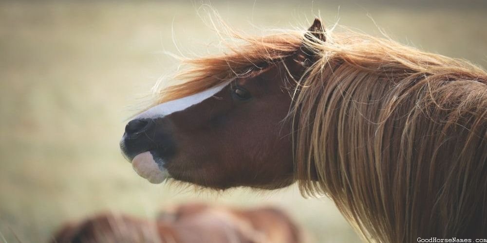 Funny Names For Fast Horse