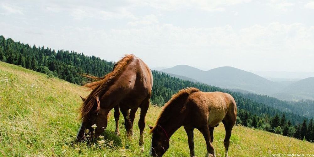 Funny Polish Horse Names