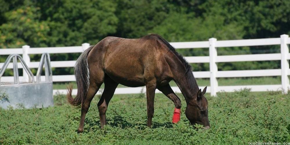 Funny Rare Horse Names for Stallions