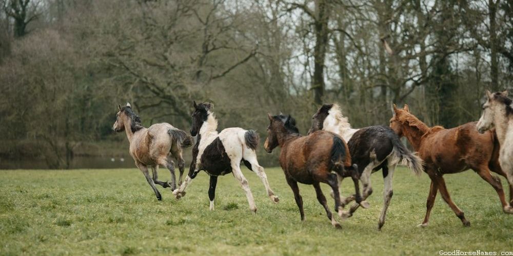 Funny Ridiculous Horse Names