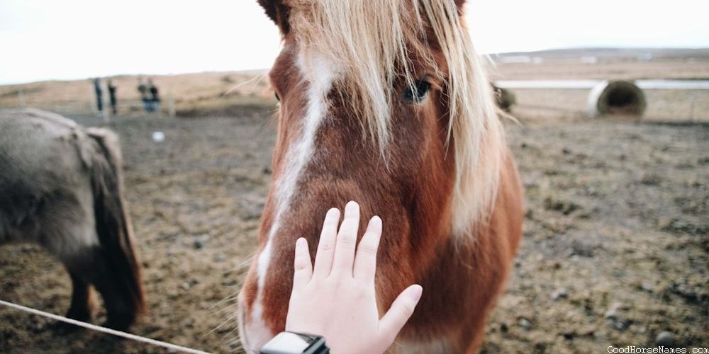 Grey White Horse Names Inspired by Pop Culture