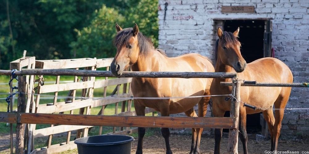 Historical Figures Inspired Christian Horse Names