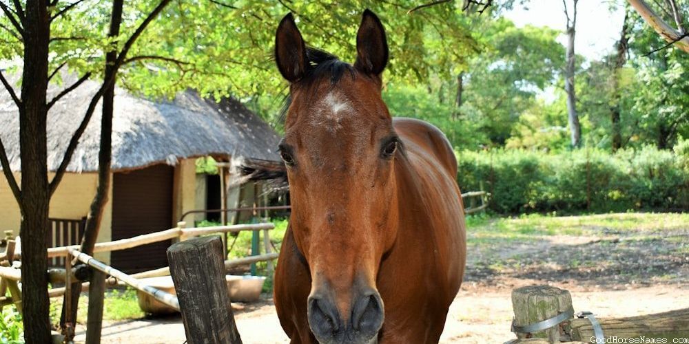 Historical Figures Inspired Cute Black Horse Names