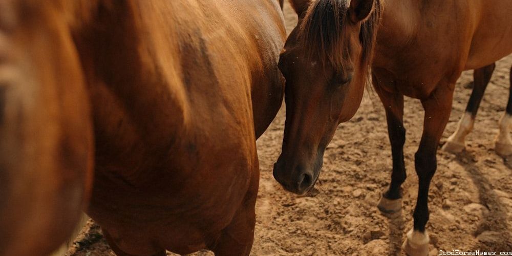 Horse Breed Inspired Cool Mustang Horse Names