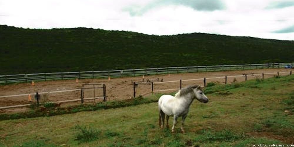Horse Breed Inspired Cute Horse Show Names