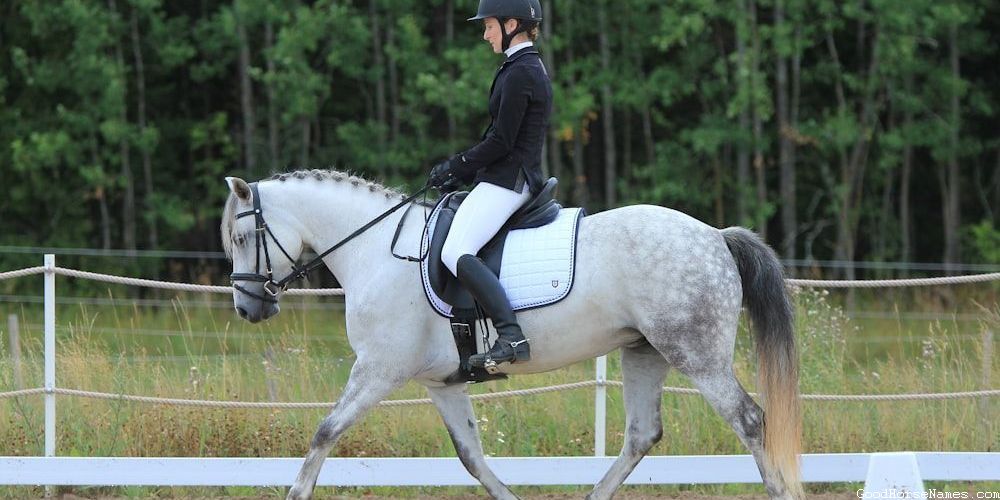 Horse Characteristics Inspired Chocolate Roan Horse Names