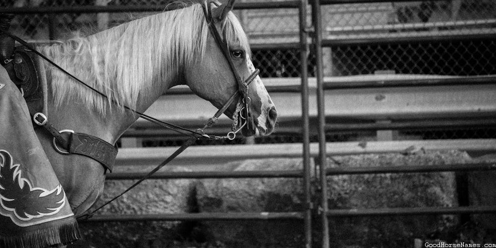 Horse Characteristics Inspired Cottagecore Horse Names