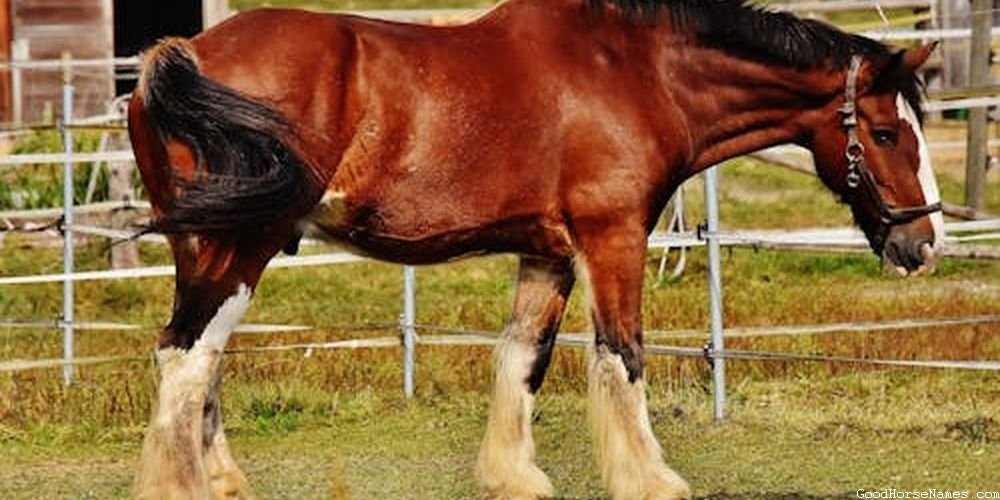 Horse Names for Palomino Geldings
