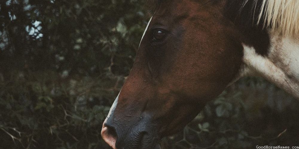 Human-Inspired Horse names