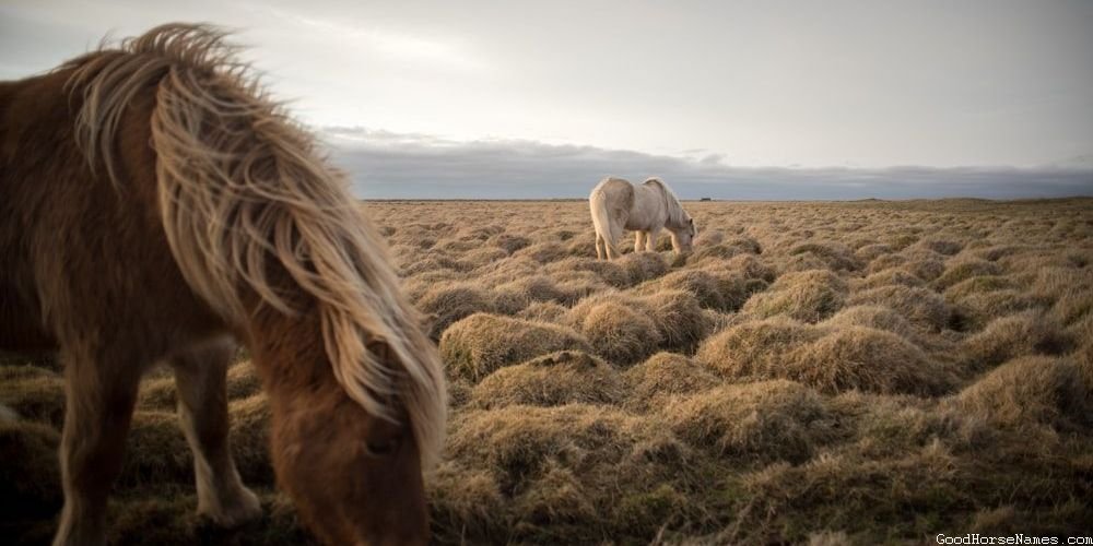 Human Name Inspired Blue Horse Names