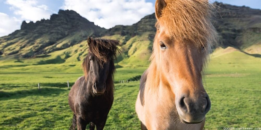 Human Names Inspired Brown Horse Names
