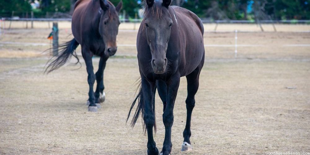 Human Names Inspired Champagne Horse Names