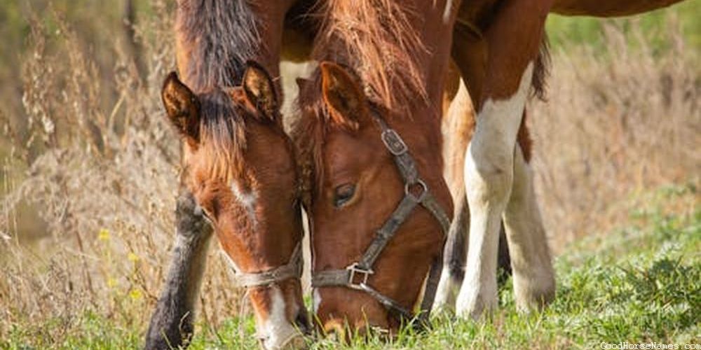 Human Names Inspired Cheesy Horse Names