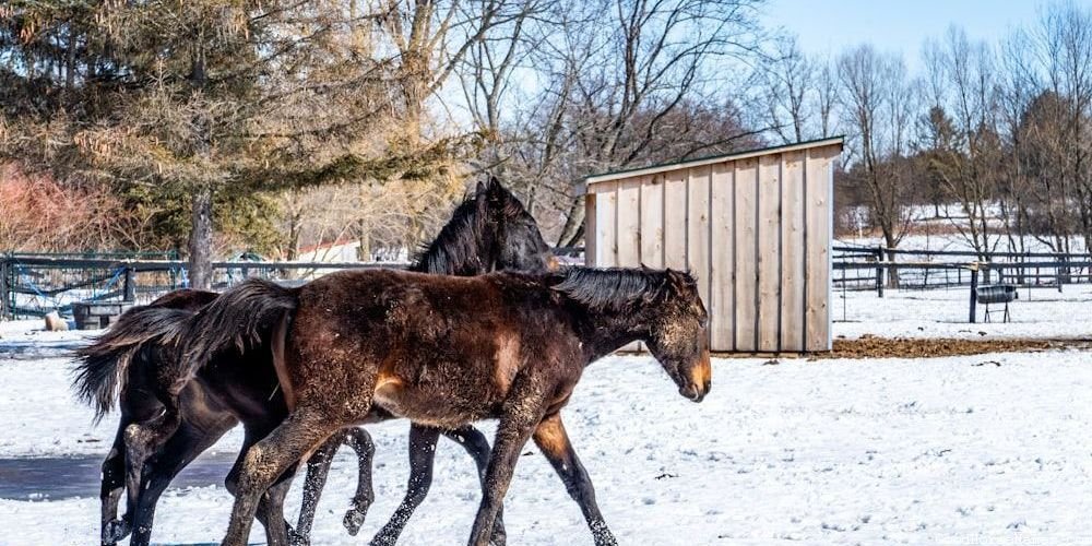 Human Names Inspired Comanche Horse Names