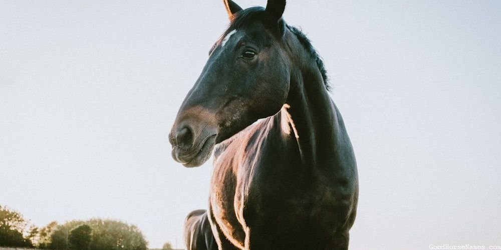 Human Names Inspired Cream Horse Names