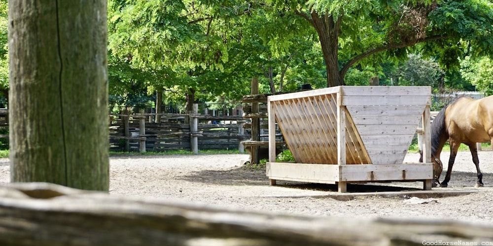 Human Names Inspired Danish Horse Names